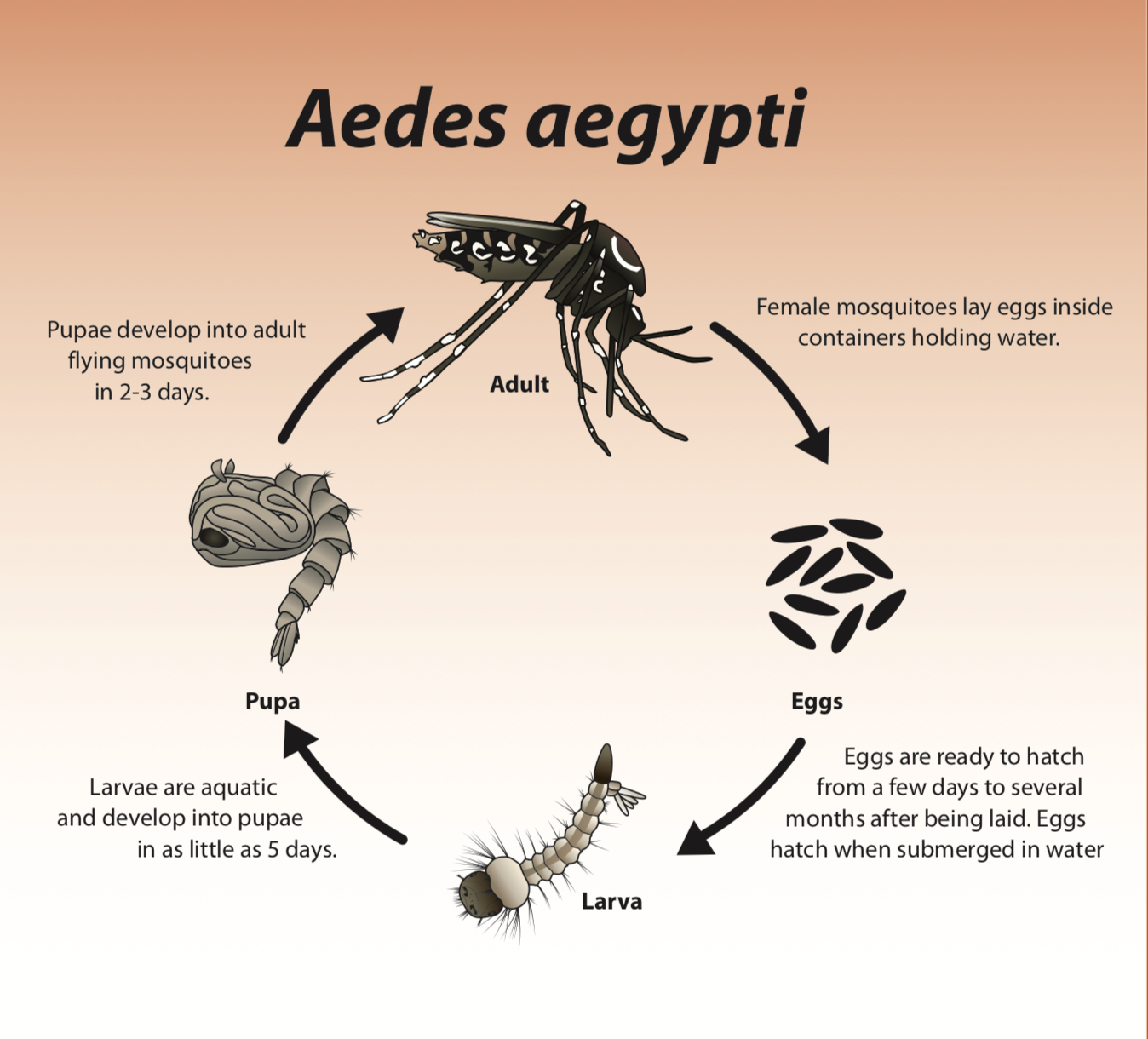 mosquito life cycle